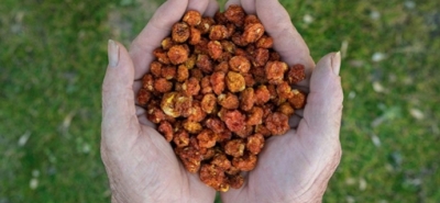 Wie viele getrocknete Physalis pro Tag?