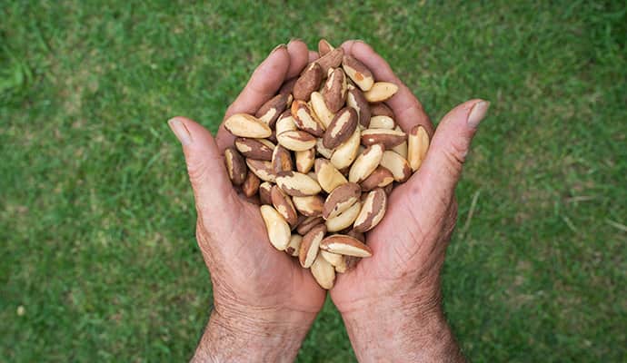 Organic Brazil Nuts - Raw Unsalted Brazil Nuts