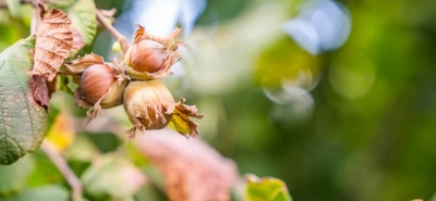 Italian nuts: the main growing areas